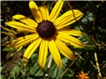 rudbeckia